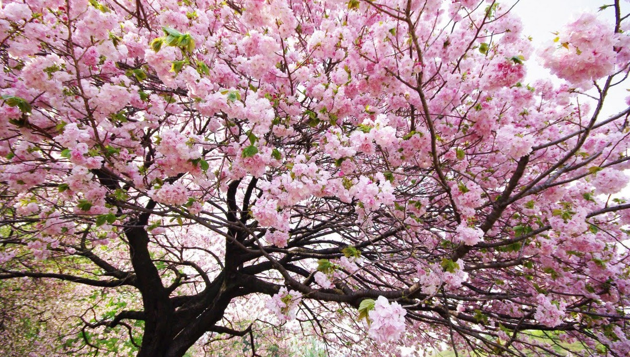 công viên Sakura tại căn hộ Risemount Đà Nẵng